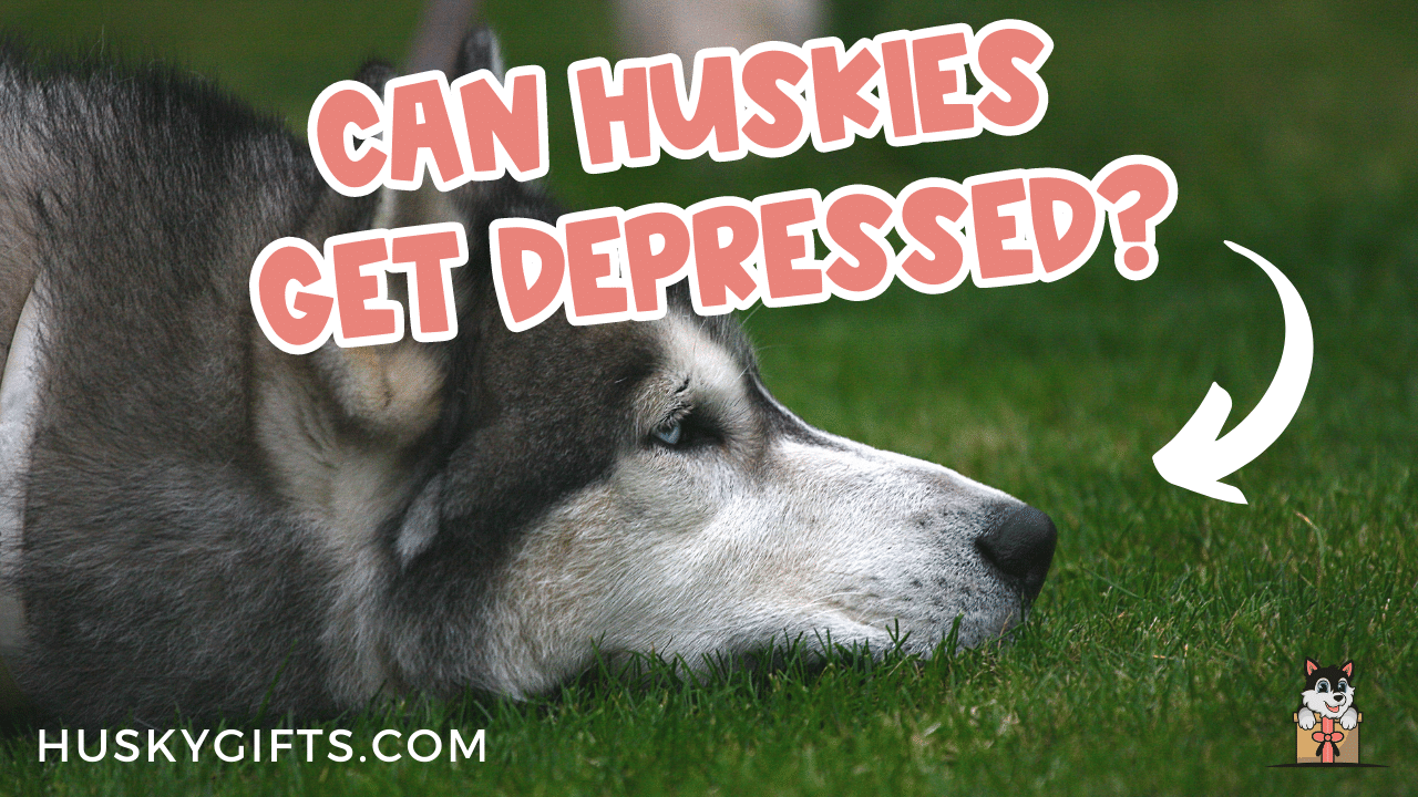 Can Huskies Get Depressed?