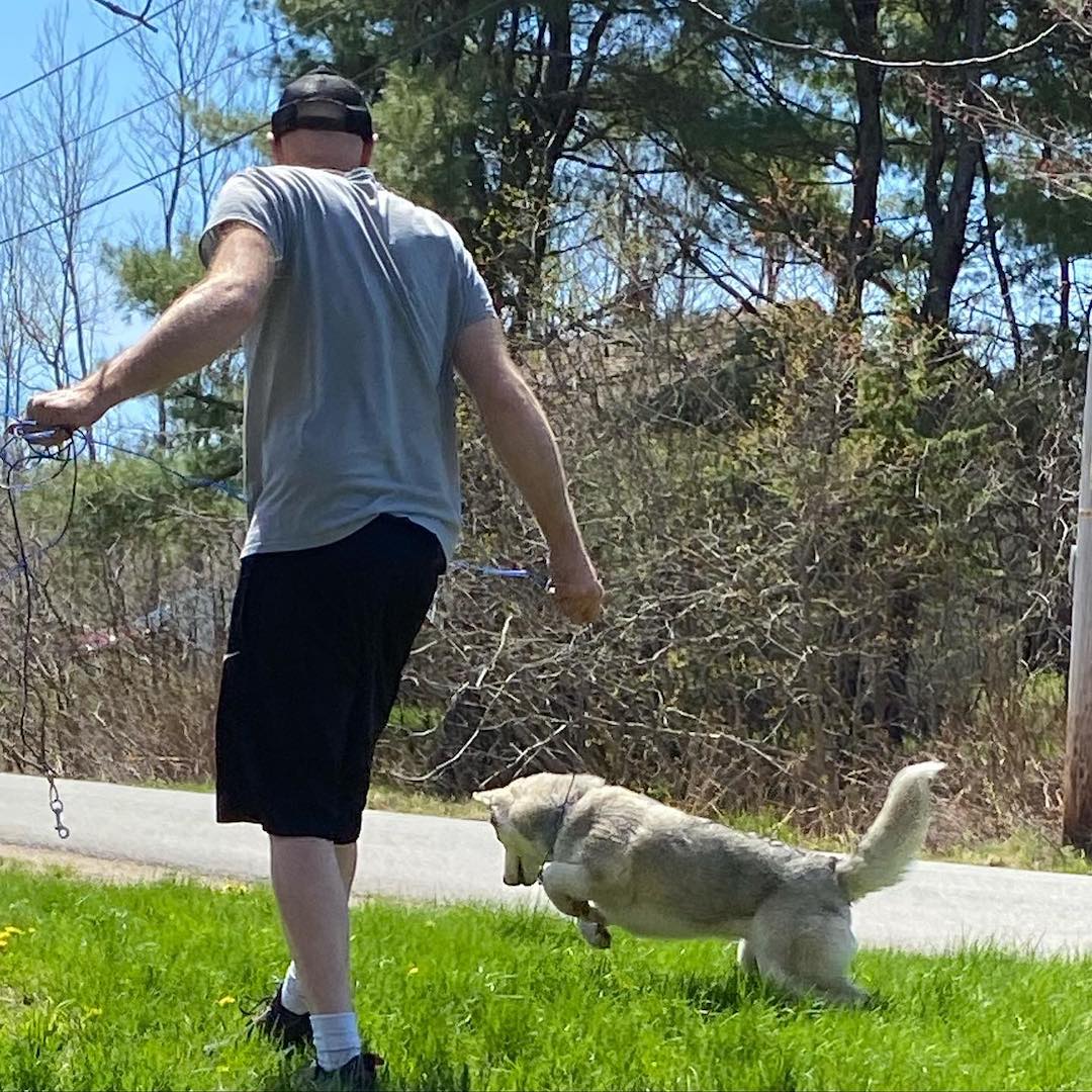 Pouncing Behavior Dog Why Do Huskies Pounce? (10 Reasons Why + How To Manage)