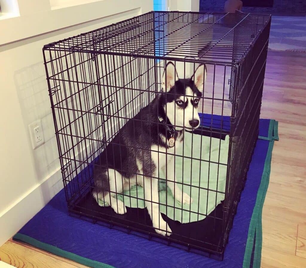 Dog crate size for husky sale