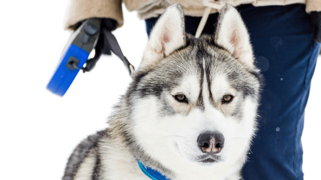 Best leash shop for a husky