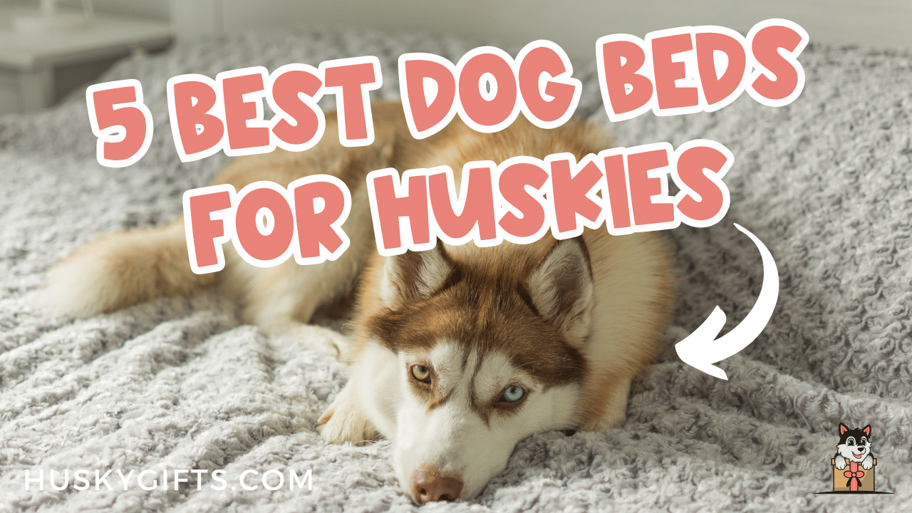 Best dog 2025 bed for husky