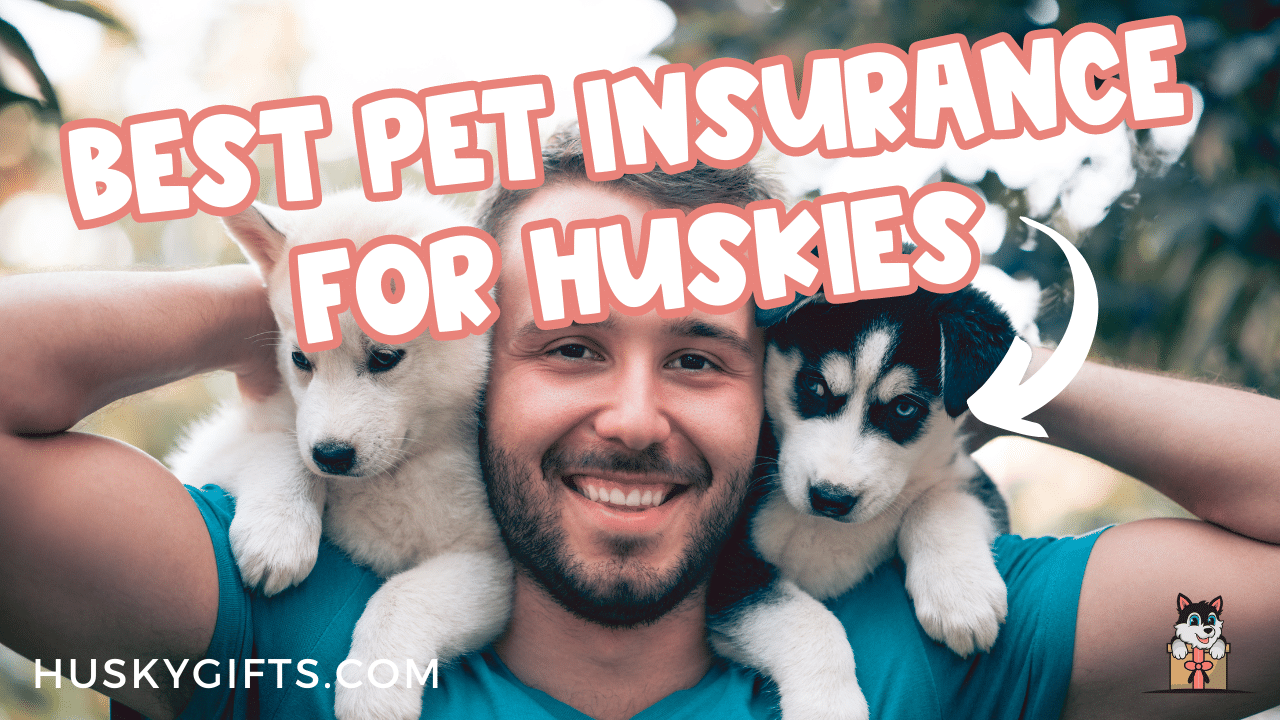 Best Pet Insurance For Huskies