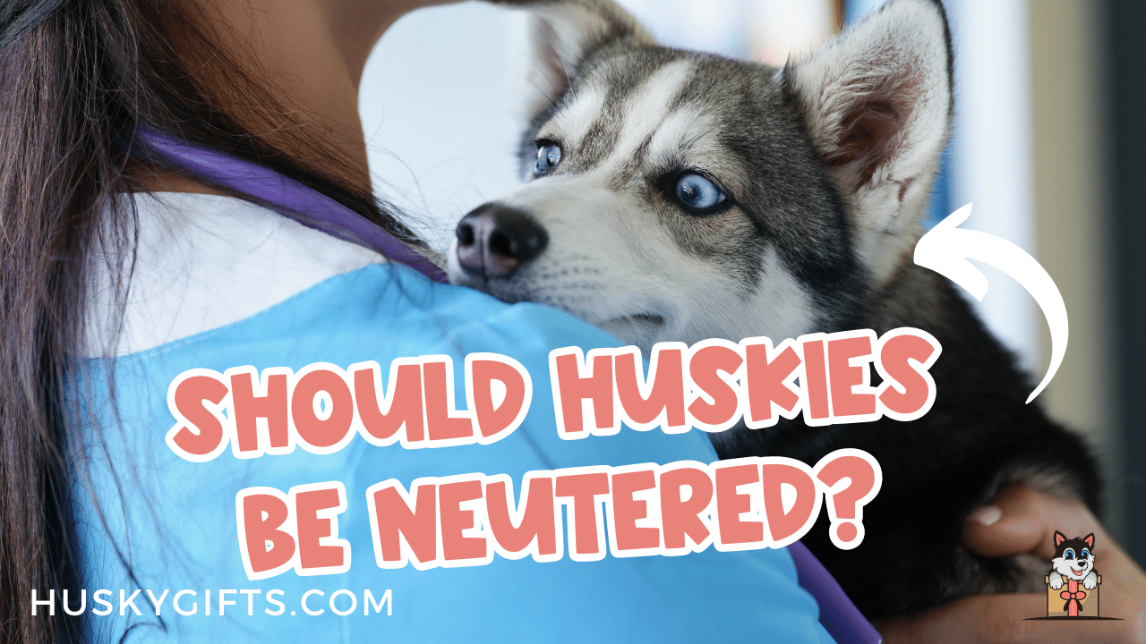 Should Huskies Be Neutered