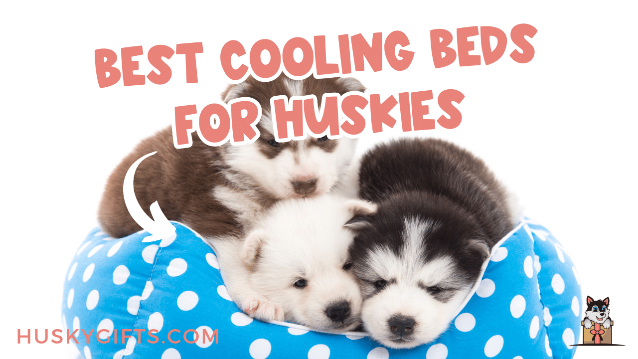 5 Best Cooling Beds For Huskies 2024 Husky Approved