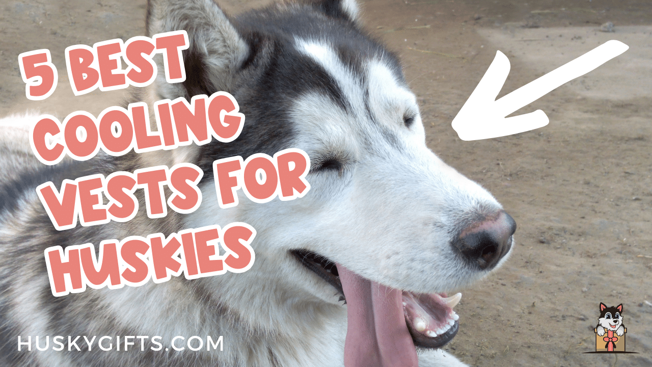 Best Cooling Vests For Huskies