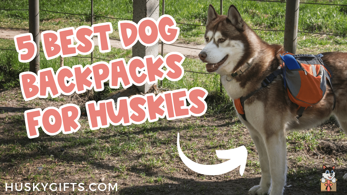 Best leashes clearance for huskies