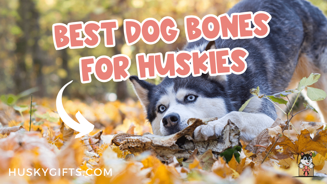 Best Dog Bones For Huskies