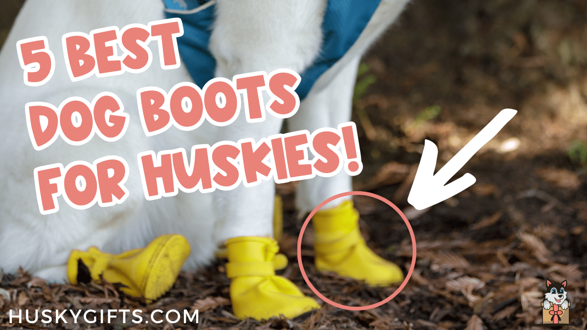 Best Dog Boots for Huskies