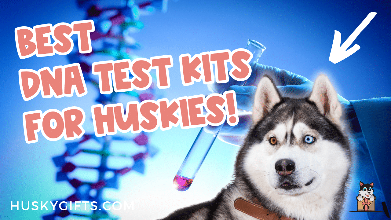 Best Dog DNA Test Kits For Huskies And Husky Mixes