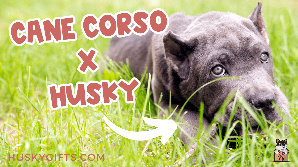 Cute Cane Corso Husky Mix aka Siberian Corso puppy laying on the grass